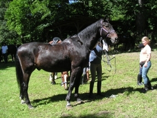 Wanderreiter in Unterklingensporn